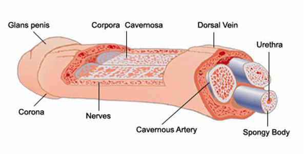 Male Genital Anatomy