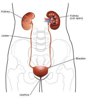 Ureter